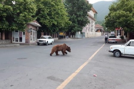 Azərbaycanda şəhər mərkəzində görüntülənən ayı zərərsizləşdirildi - YENİLƏNİB + FOTO