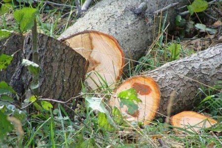 Ağacların kəsilməsi ilə bağlı şikayət araşdırıldı: Təbiətə 3000 manata yaxın ziyan dəyib