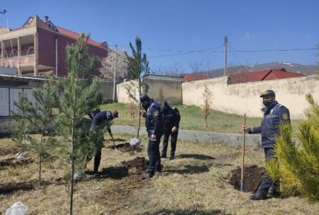 Polislər Gədəbəydə ağacəkmə aksiyası keçirib - FOTO