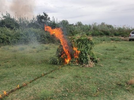 100 kiloqramdan çox çətənə kolu məhv edildi - FOTO 