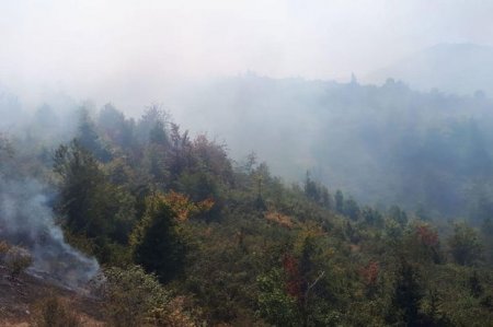 Azərbaycanda dövlət qoruğunun ərazisində yanğın olub