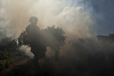 Goranboyda 1 tondan çox yabanı narkotik bitkisi məhv edilib